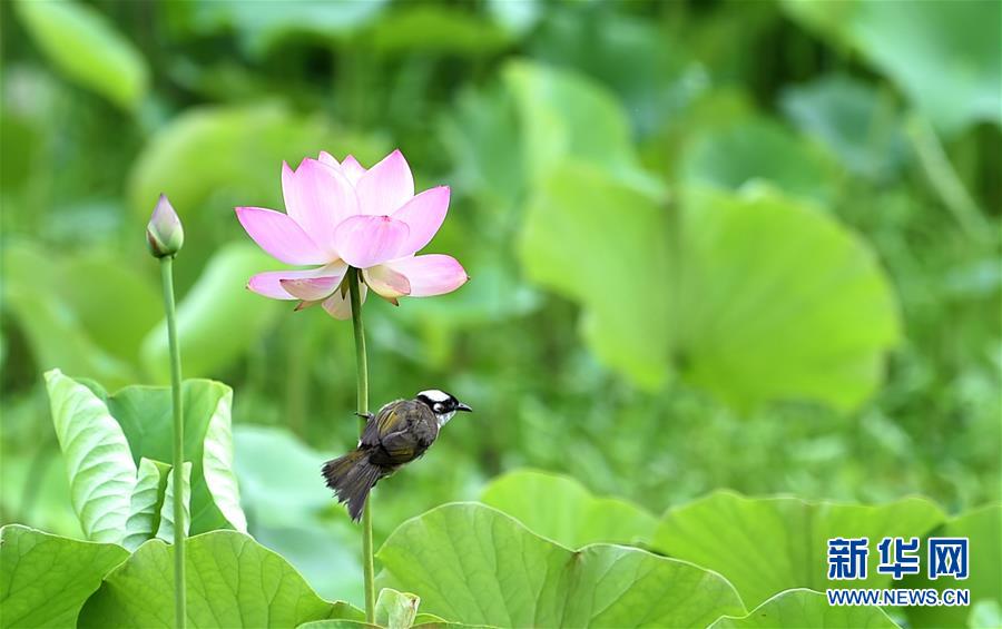 “荷”处停留