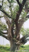 宝鸡古树与名人——孔子送弟子燕伋楷树的后代枝繁叶茂