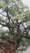 宝鸡古树与名人——药王孙思邈石家滩村栽黄连木救百姓
