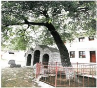 宝鸡古树与名人——甘棠树下：召公仁功得民心
