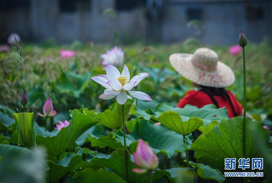 浙江湖州：昔日“龟鳖棚”变身美丽“荷花池”