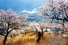 北京：史上最长桃花节可乘飞机平谷赏花
