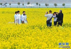 油菜花海春意浓