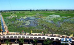辽宁沈阳“3D稻田画”进入观赏期