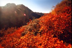 河北邢台：千年太行古村焕新生 旅游扶贫敲开致富门