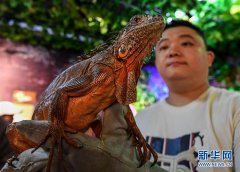 “丛林”之中观蜥蜴