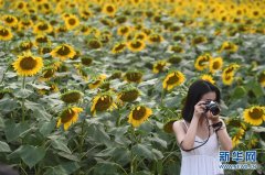 夏日葵花引游人