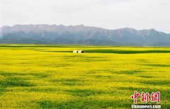 夏日祁连山下“皇家马场”现油菜花海