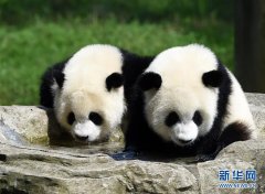 重庆动物园为双胞胎大熊猫举办1岁生日会