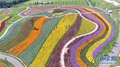 姹紫嫣红“跃”花海