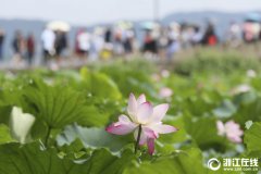 盛夏来临 西湖荷花进入最佳观赏期