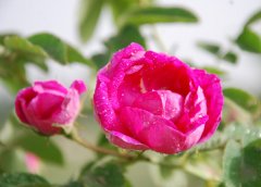 来百花齐放的云南吃花 做个幸福的“花痴”