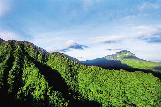 黎母山国家森林公园。海南日报记者 李幸璜 摄