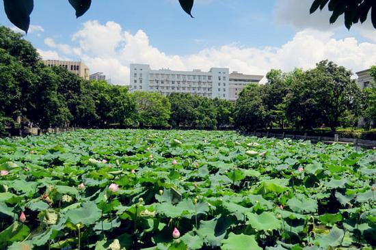图8:栽满荷花的荷花池塘