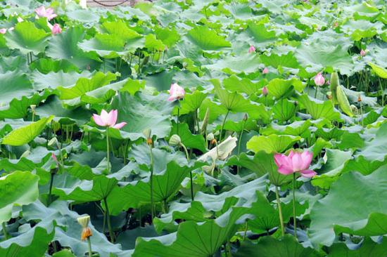 图3:夏季正是荷花盛开的季节
