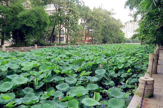 图9:漫步小道欣赏荷花