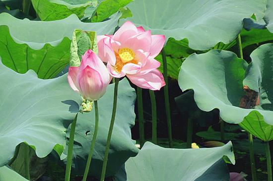 图1:荷花池中盛开的荷花