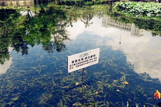 图6:倒映着蓝天白云的荷花池塘