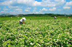 横县：在那茉莉花盛开的地方