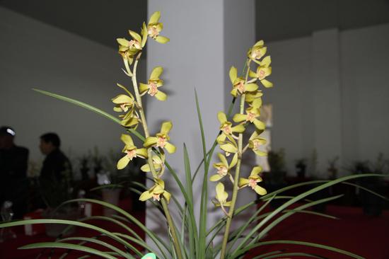 银奖兰花“赤荷”(摄 周程)