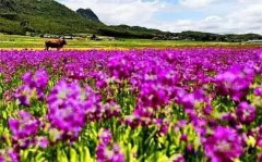 丽江旅游 去这些地方看风景不会人挤人