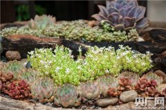 来花筑丽江清迈客栈！参悟多肉的禅世界