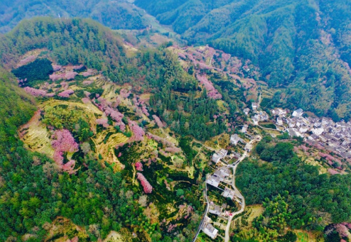 漫山遍野梅若红云(图源:@旌阳)