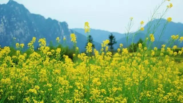 油菜花