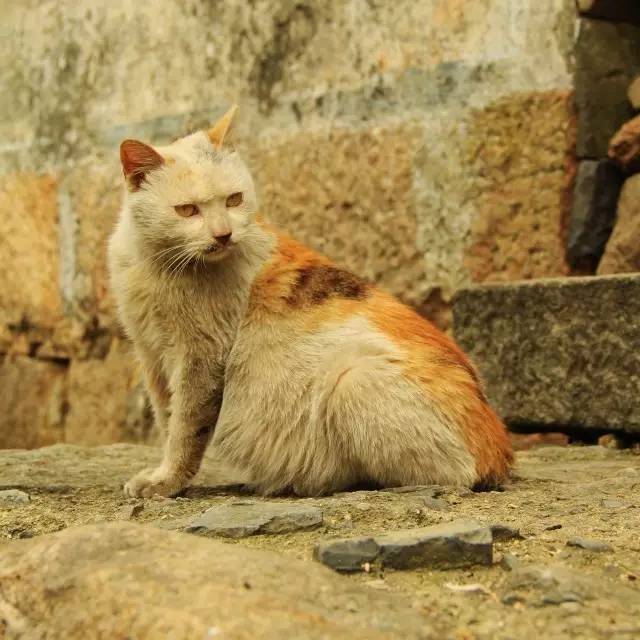 慵懒的猫咪