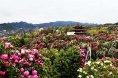 去百里杜鹃 看看这花花世界