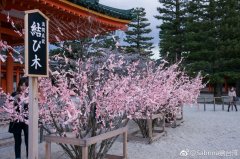 京都赏樱十大热门景点推荐