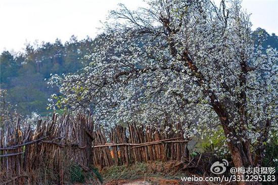 大理鹤庆奇峰梨园(摄影:梅志良)