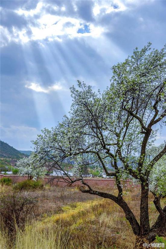 剑川坝南山脚梨花(摄影:杨继培)