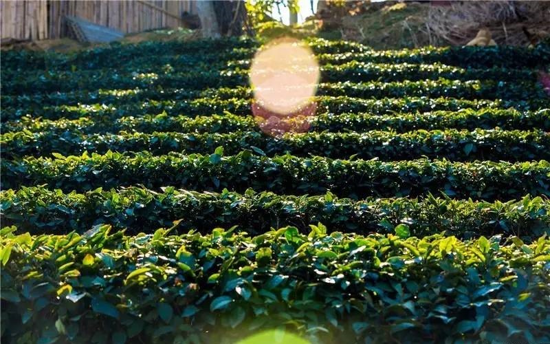 百里茶谷