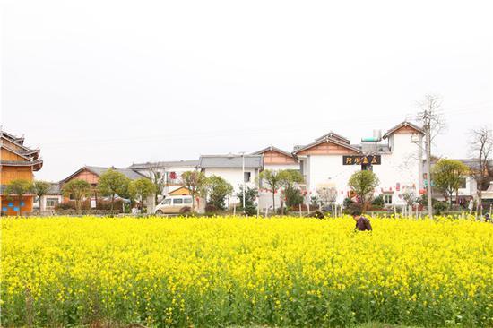 平寨村四周的油菜花