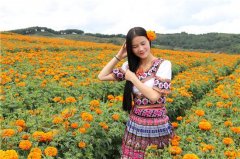 兔街镇：威宁北部的彩带 草海之滨又一处花海