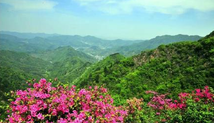 红岭杜鹃(图源:@精忠报国7627)