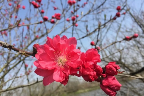 芳菲春色(图源:@三河古镇旅游官博)
