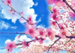 灼灼其华桃花岛 旅游踏青聚三河
