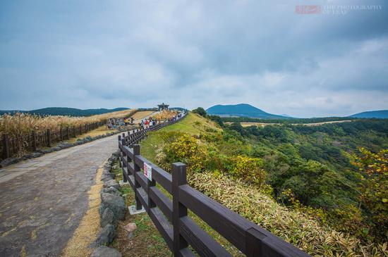 韩国唯一的平地火山口,漫山遍野的芒花风中摇