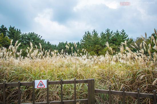 韩国唯一的平地火山口,漫山遍野的芒花风中摇