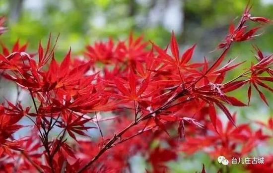 庄园内种植了法国梧桐树和五角红枫,秋天的时候最美。