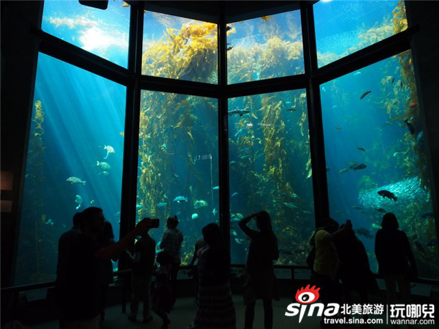 蒙特利湾水族馆