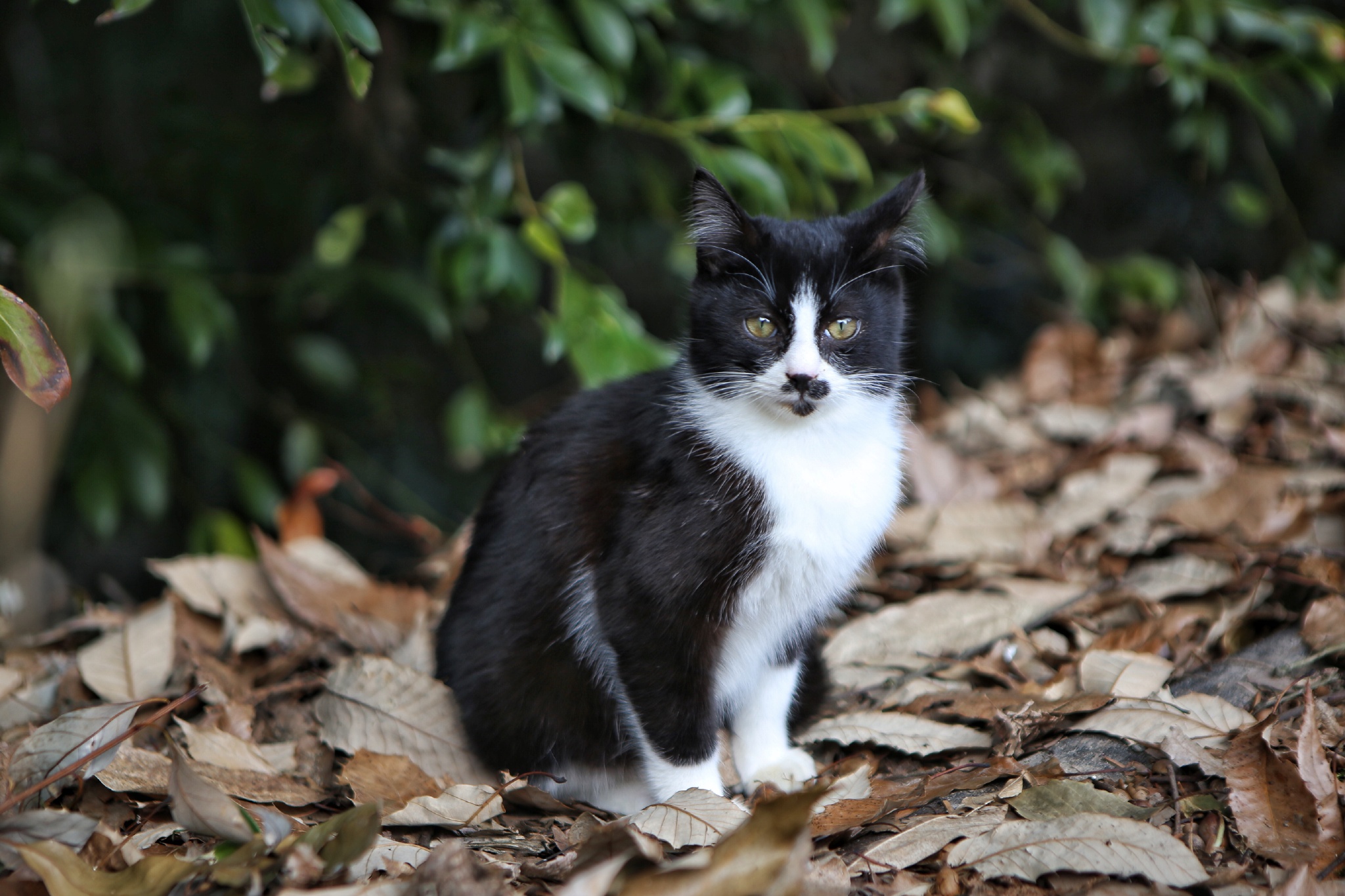 路边的小猫见识的人多了，一点也不怕人