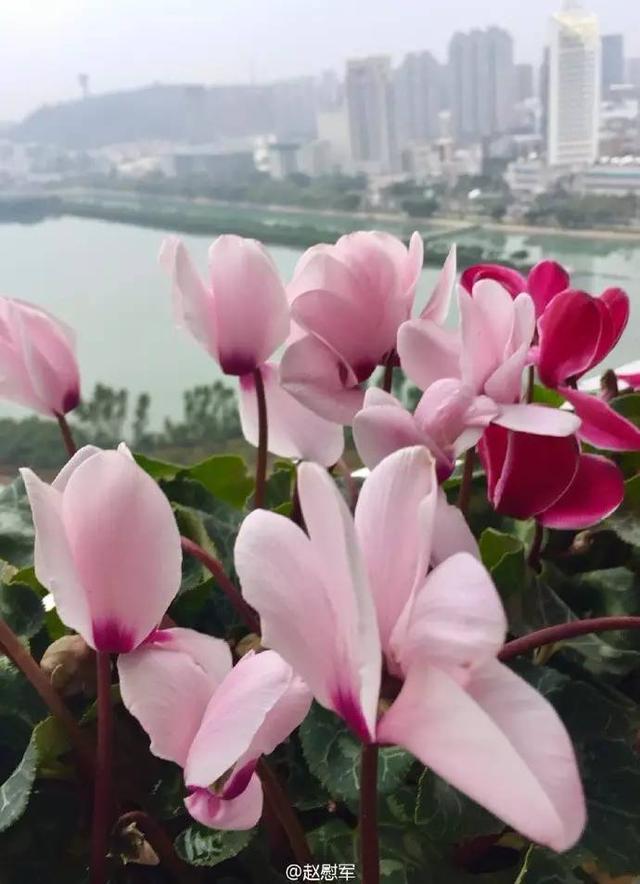 厦门筼筜湖白天鲜花灿烂 晚上各色霓虹灯倒映在湖水里