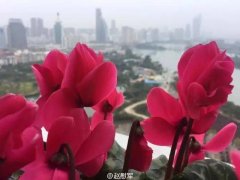 厦门筼筜湖白天鲜花灿烂 晚上各色霓虹灯倒映在湖水里