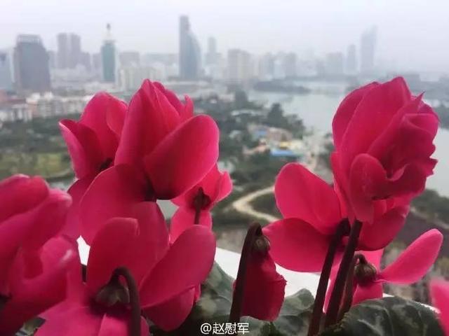 厦门筼筜湖白天鲜花灿烂 晚上各色霓虹灯倒映在湖水里