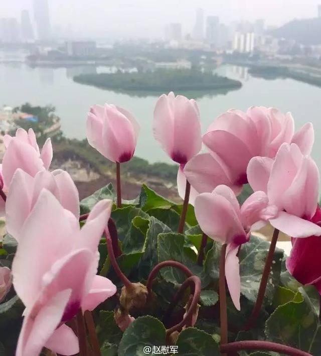 厦门筼筜湖白天鲜花灿烂 晚上各色霓虹灯倒映在湖水里