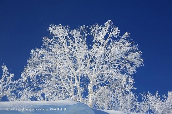 有一种雪,叫只有去过雪乡才懂得 有一种雪,叫只有去过雪乡才懂得