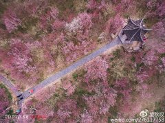 赏梅何须去南京，茱萸湾里也藏着一座梅花山！
